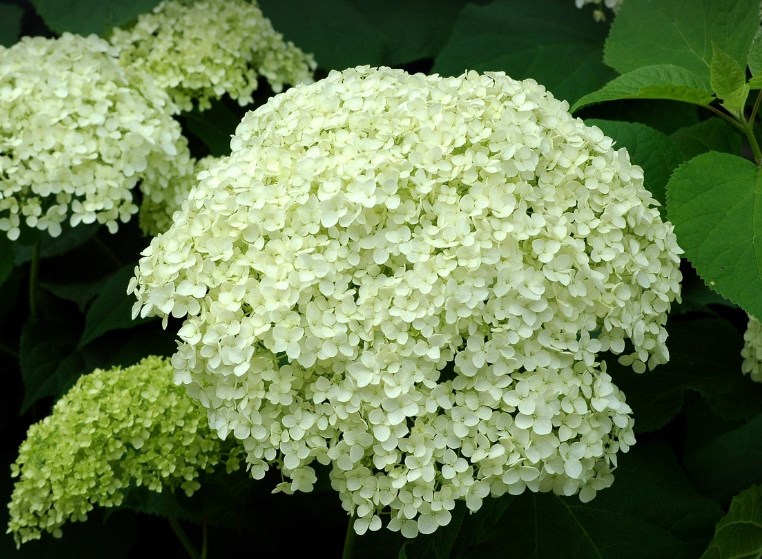 hortensja drzewiasta